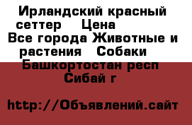 Ирландский красный сеттер. › Цена ­ 30 000 - Все города Животные и растения » Собаки   . Башкортостан респ.,Сибай г.